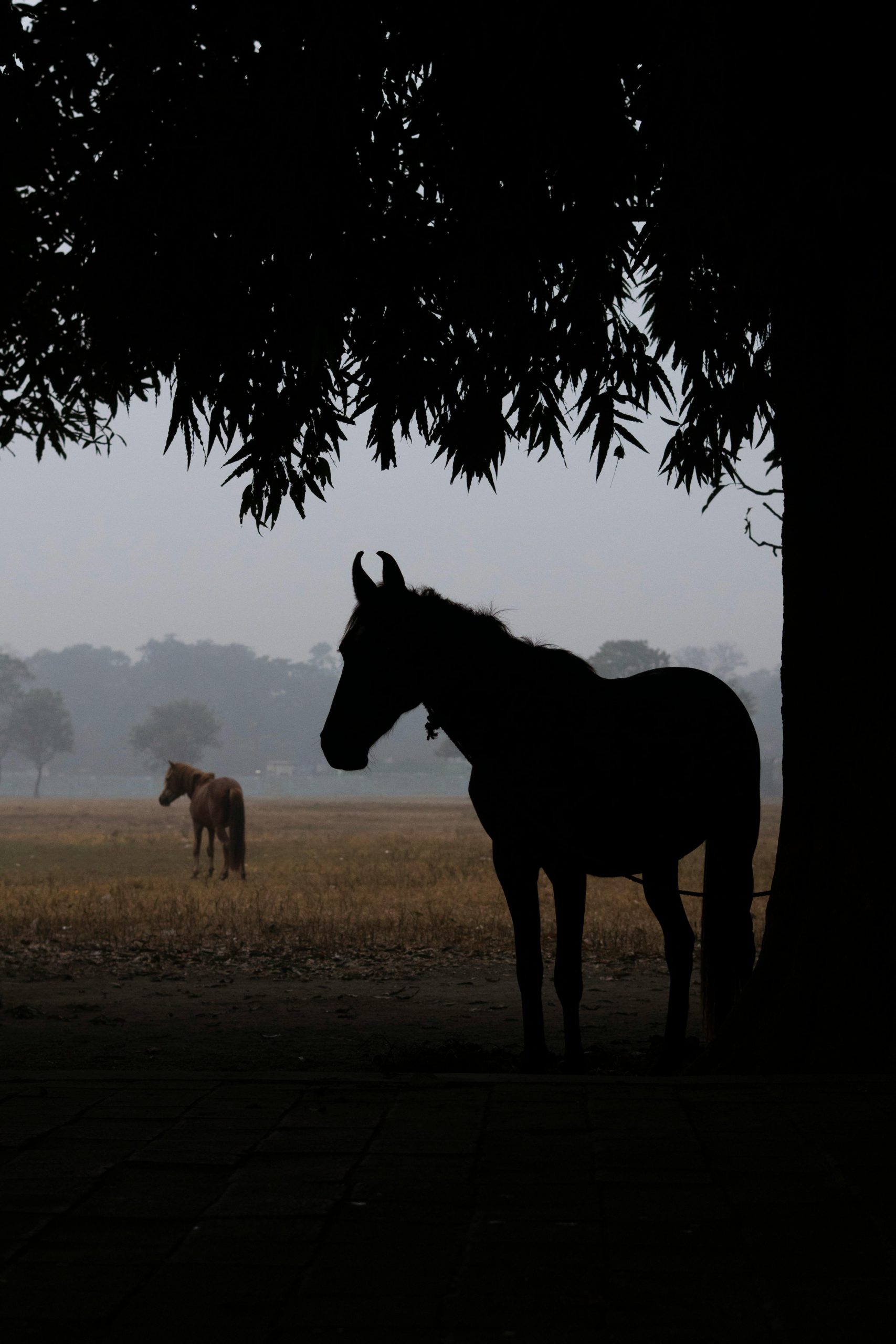 A Meaningful Tea Ritual for the Year of the Horse
