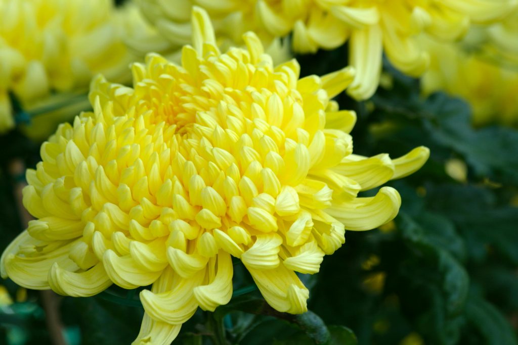 The Benefits of Combining Chrysanthemum and Jasmine