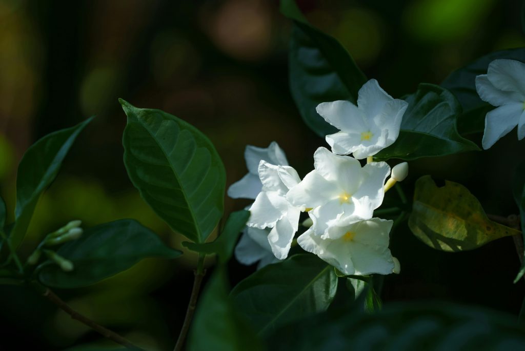 The Benefits of Combining Chrysanthemum and Jasmine