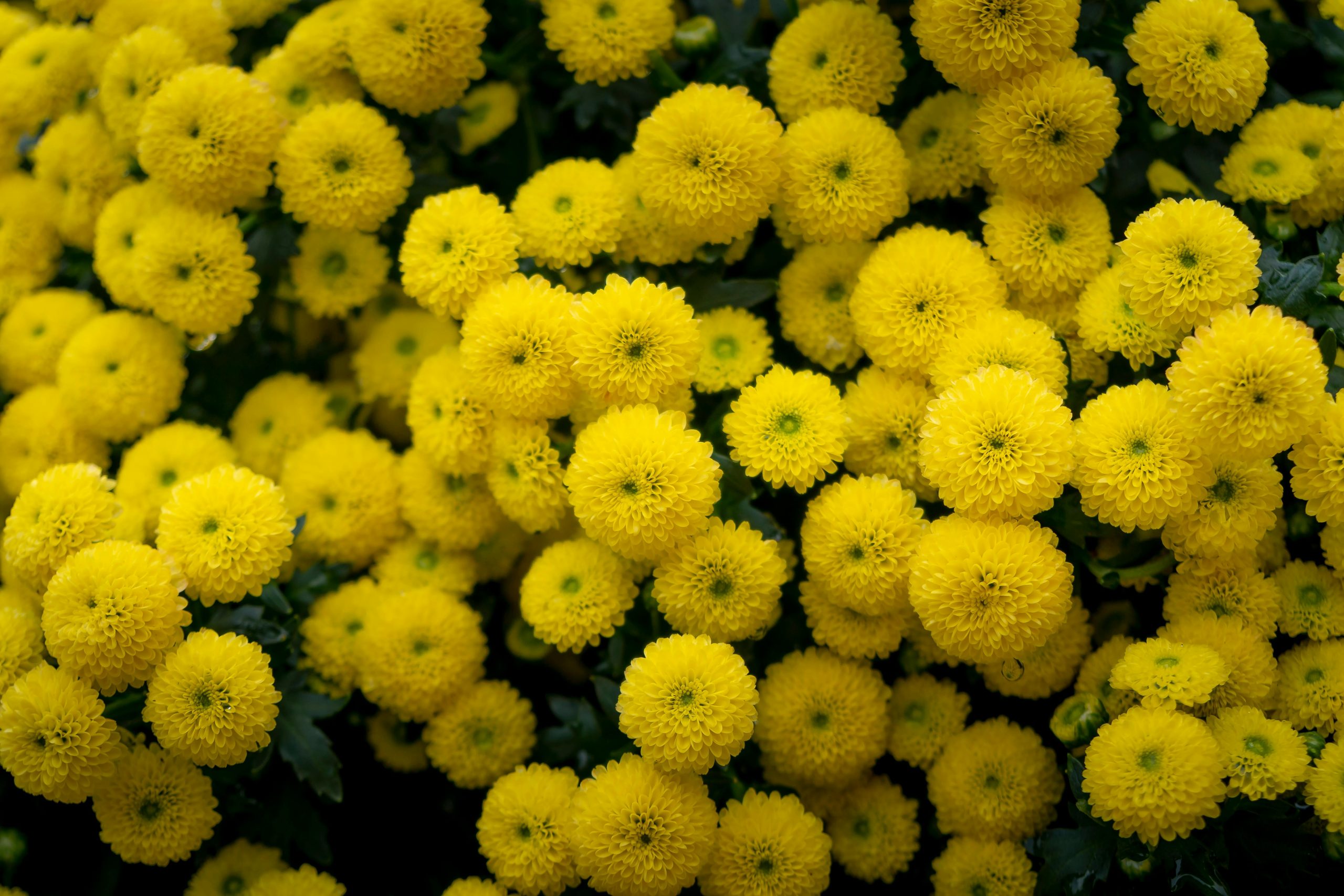 Yellow Chrysanthemum and Goji Berries