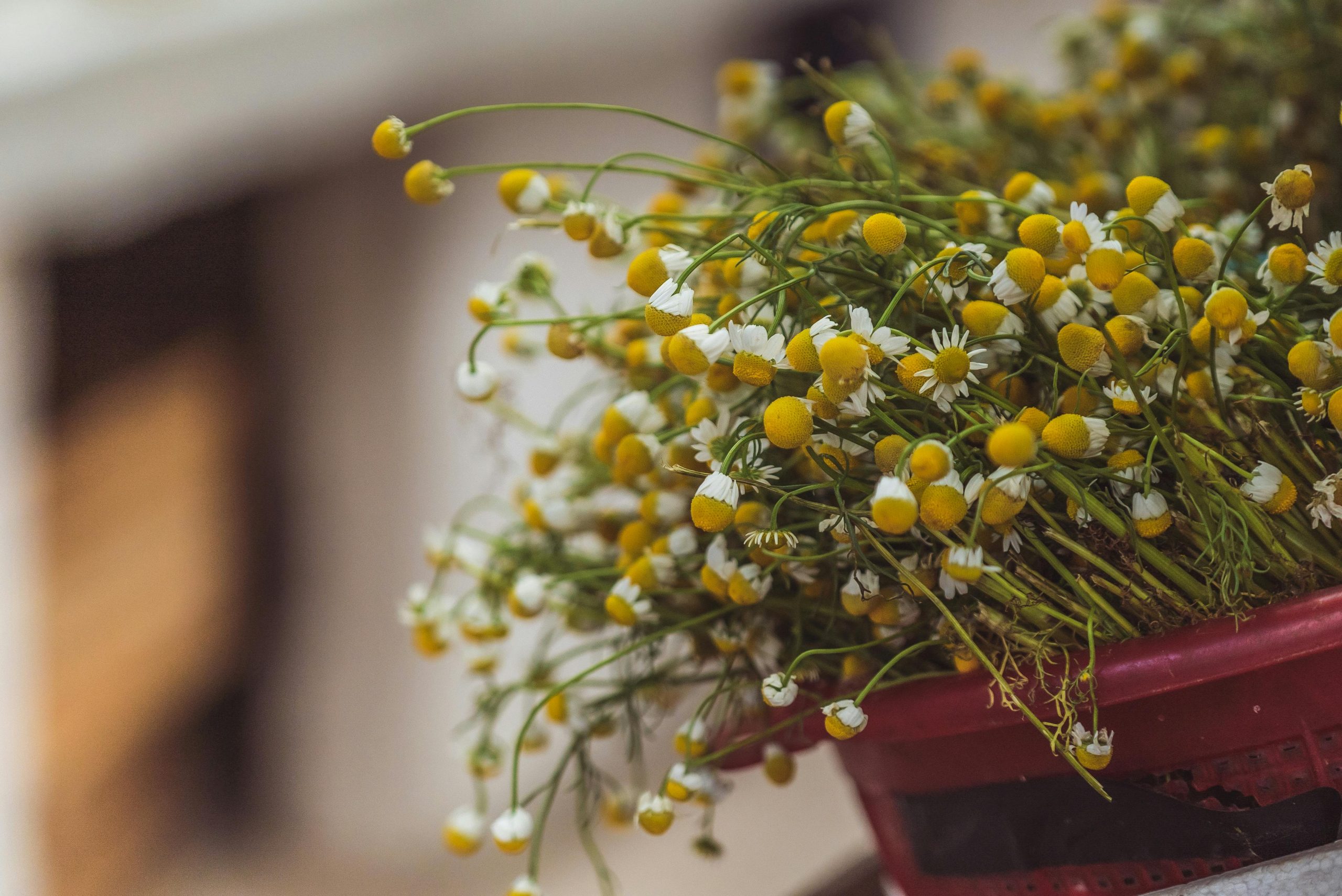 Traditional Chinese Medicine Habits