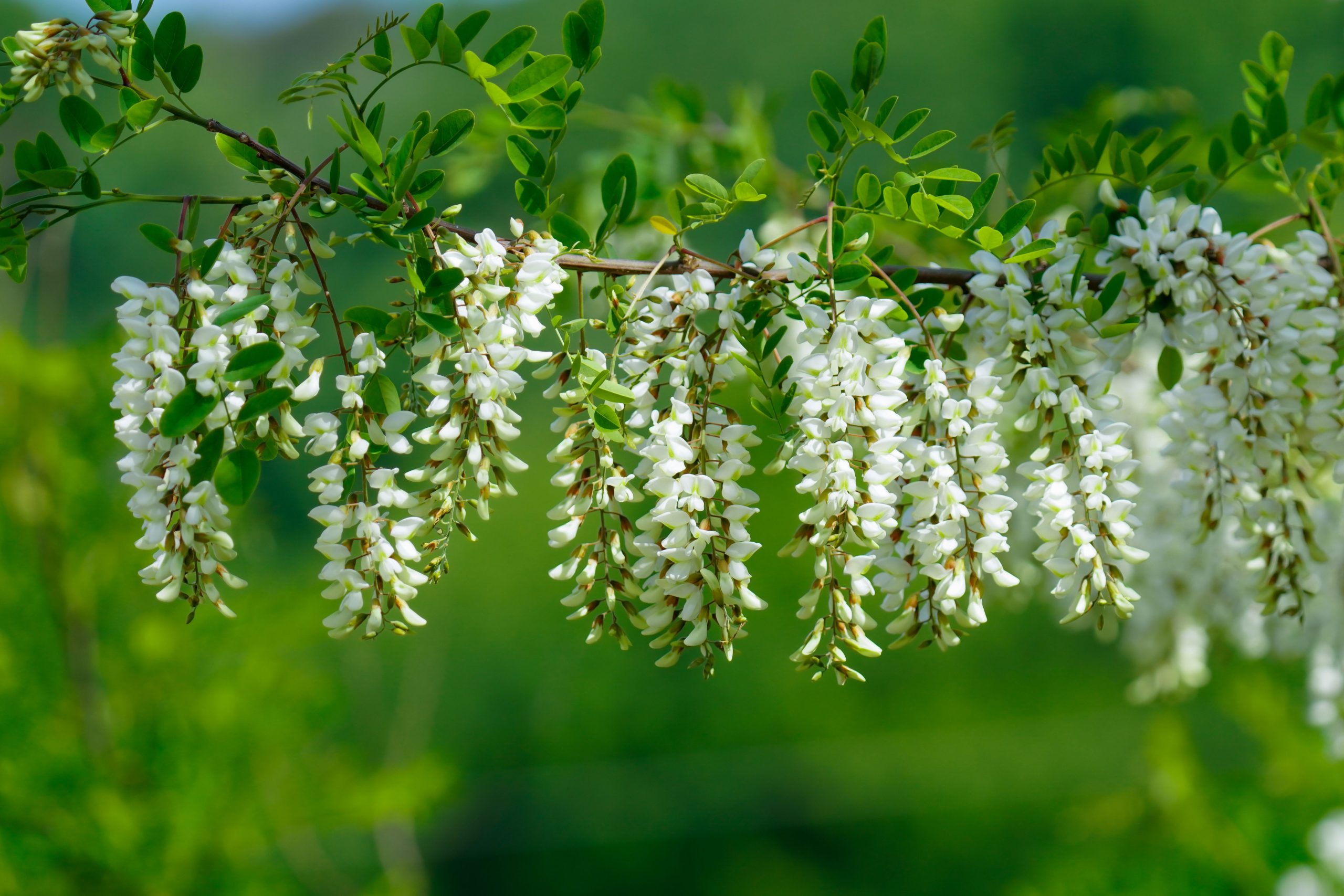 Sophora Flower
