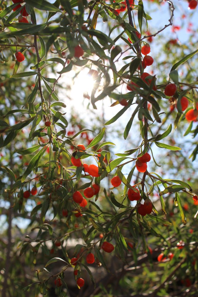 Jujube (Red Date) Benefits