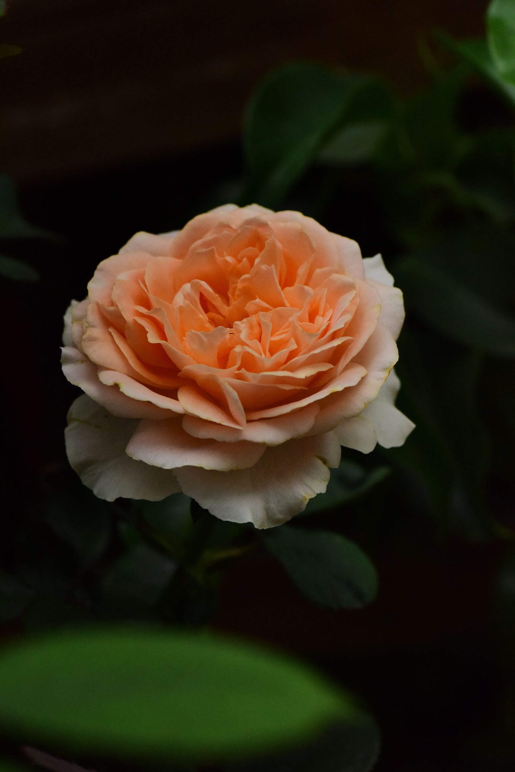 Pingyin Rose Tea