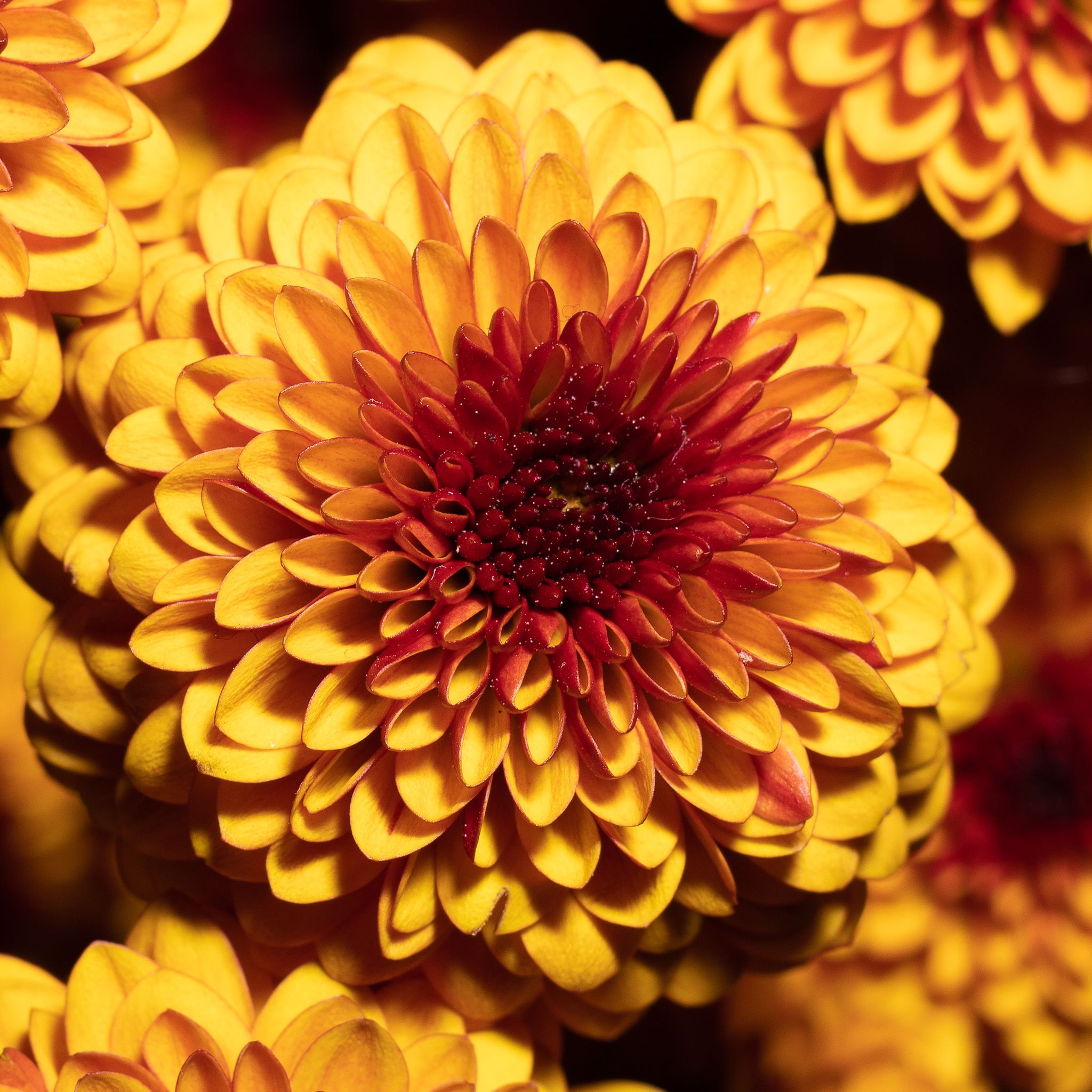 Golden Chrysanthemum Tea
