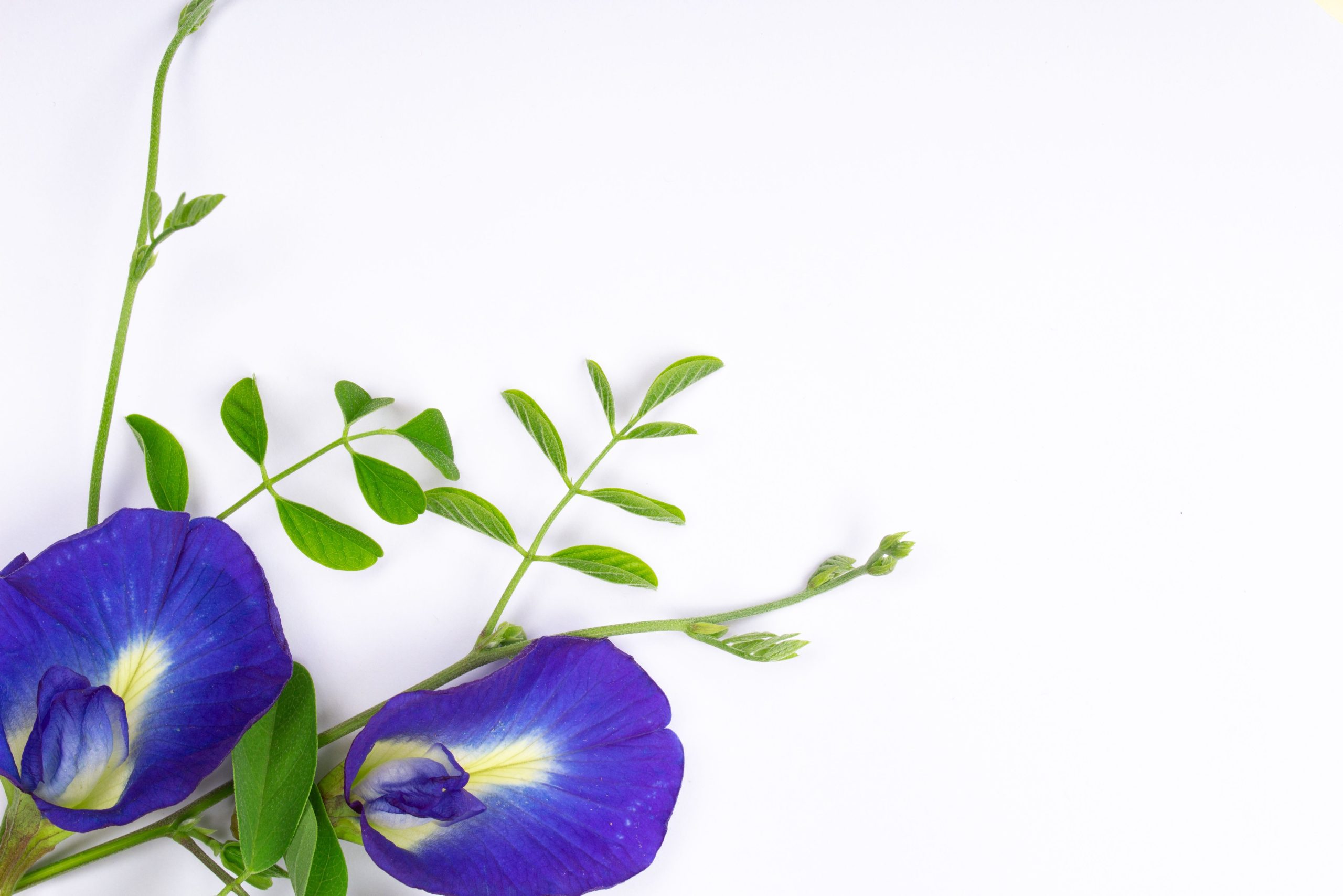 A Naturally Vibrant Tea