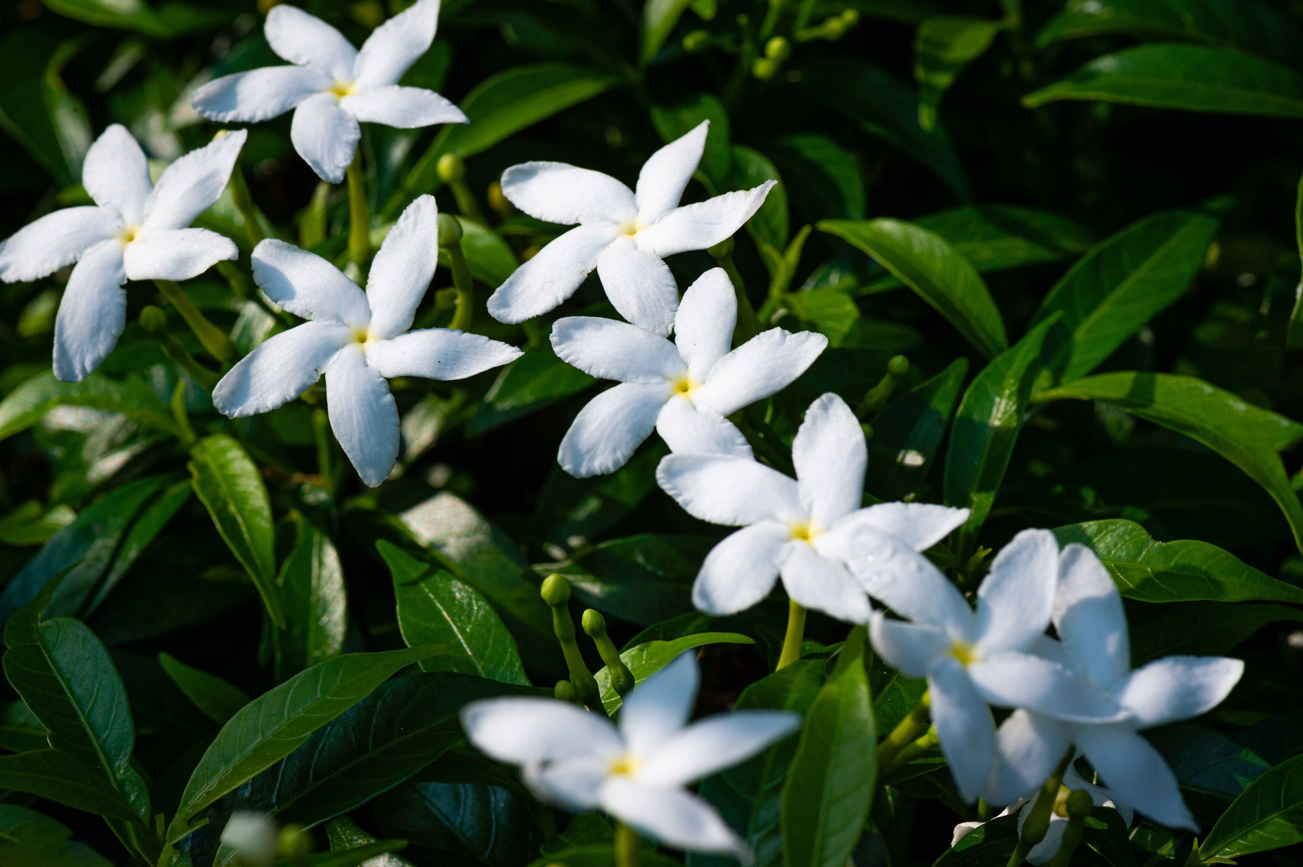 Jasmine As A Calming Floral Tea