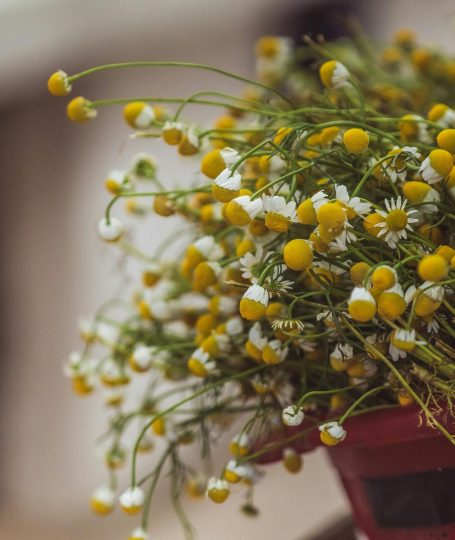Traditional Chinese Medicine Habits