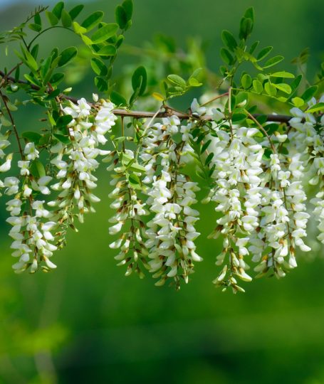Sophora Flower