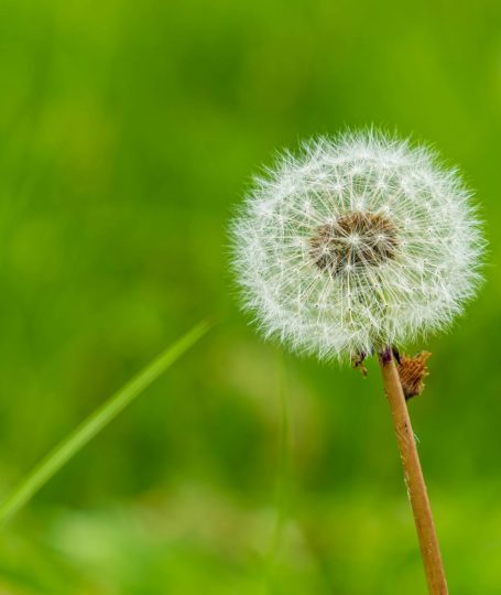 Dandelion matters