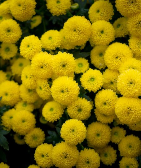 Yellow Chrysanthemum and Goji Berries