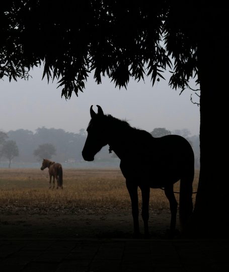 A Meaningful Tea Ritual for the Year of the Horse