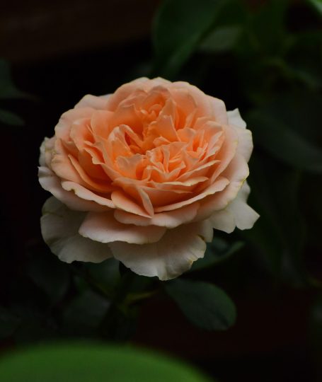 Pingyin Rose Tea