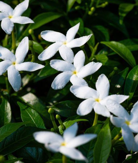 Jasmine As A Calming Floral Tea
