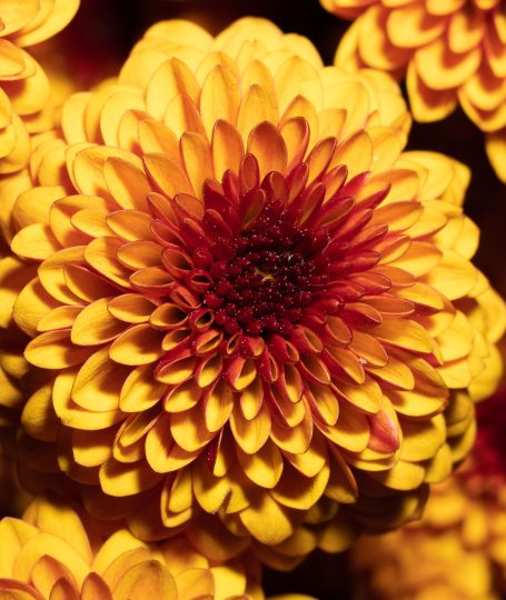 Golden Chrysanthemum Tea